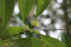 Osmanthus matsumuranus
