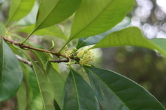 Osmanthus matsumuranus