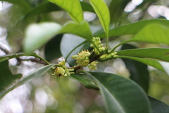 Osmanthus matsumuranus