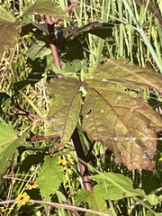 Hibiscus moscheutos