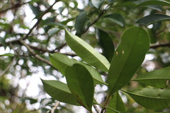 Osmanthus matsumuranus