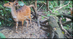 Tragelaphus scriptus