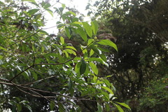 Osmanthus matsumuranus