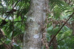 Osmanthus matsumuranus