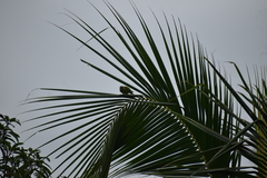 Psittacula cyanocephala