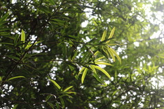 Podocarpus nakaii