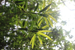 Podocarpus nakaii
