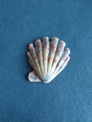 Nodipecten