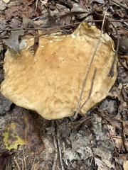 Boletus separans