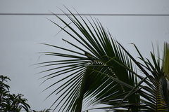 Psittacula cyanocephala