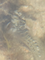 Salaria pavo