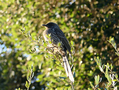 Anthochaera chrysoptera