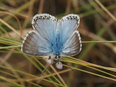 Polyommatus coridon