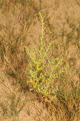 Suaeda maritima