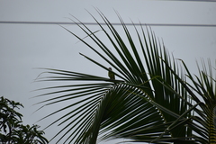 Psittacula cyanocephala