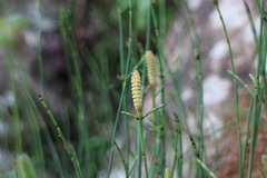 Equisetum ramosissimum