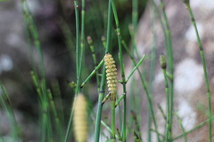 Equisetum ramosissimum
