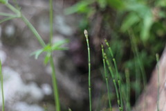 Equisetum ramosissimum