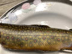 Salvelinus fontinalis