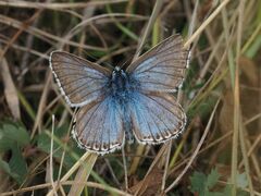Polyommatus coridon