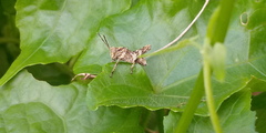 Apalacris varicornis
