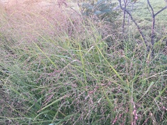 Panicum virgatum