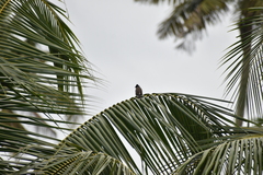 Pycnonotus cafer
