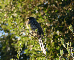 Anthochaera chrysoptera