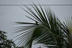 Psittacula cyanocephala