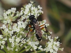 Cryptocheilus versicolor