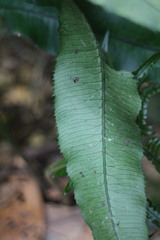 Angiopteris lygodiifolia