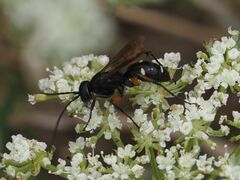 Cryptocheilus versicolor
