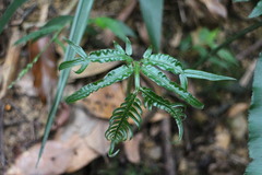 Angiopteris lygodiifolia