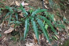 Angiopteris lygodiifolia