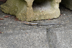 Plestiodon finitimus