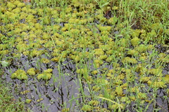 Salvinia molesta