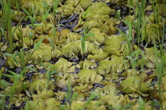 Salvinia molesta