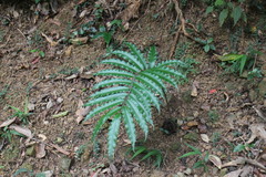 Angiopteris lygodiifolia