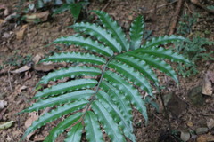 Angiopteris lygodiifolia