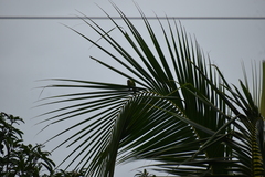 Psittacula cyanocephala