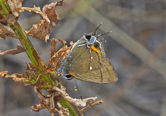 Electrostrymon angelia