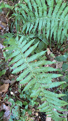Dryopteris filix-mas