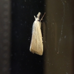Eoreuma densellus