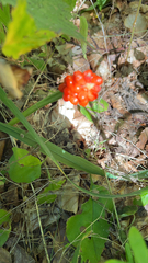 Arum maculatum
