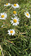 Tripleurospermum inodorum