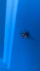 Cylindromyia bicolor