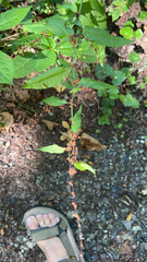 Rumex sanguineus