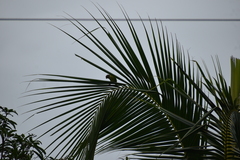 Psittacula cyanocephala