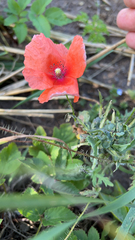 Papaver dubium