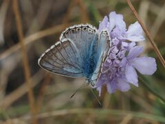Polyommatus coridon
